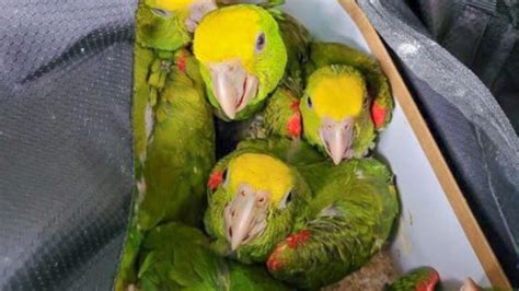 13 live parrots seized in duffel bags at US-Mexico border
